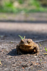 frog on the ground (near Stienitzsee, Märkisch-Oderland, Brandenburg)