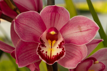 Close up of cymbidium orchid blossom
