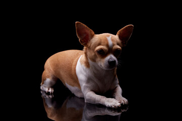 Small dog white brown color furry sitting in black background studio commercial for doggie food feed puppy emotion faithful pedigree champion animal pets.