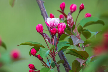 Fresh pink flowers of a blossoming apple tree with blured background