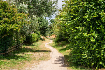 Fototapeta na wymiar Path through a green park in summer