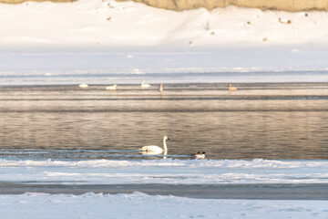 White, arctic trumpeter swans resting on open water with ice while on their migration across a...
