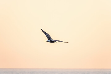 Fototapeta na wymiar Sea gull flies over blue sea water in sunset light.