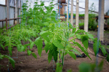 Seedling tomatoes that grow in the greenhouse.