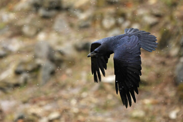 Common Raven - Corvus corax also known as the western raven or northern raven, is a large all-black passerine bird, very intelligent, flying in stone landscape
