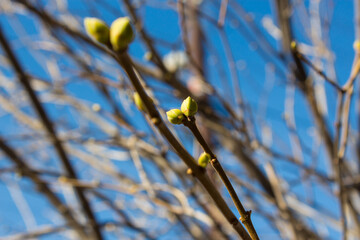 spring tree branch