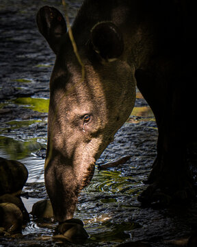 Beautiful Tapirs in Costa Rica