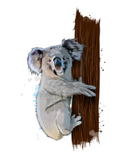 Koala from a splash of watercolor, colored drawing, realistic. Vector illustration of paints