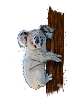 Koala Vector Images – Browse 47,841 Stock Photos, Vectors, and Video