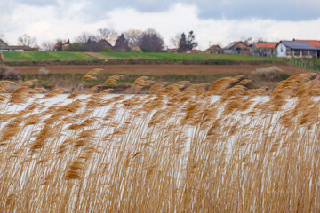 Blurred windy golden aquatic plants in the lake on the village background