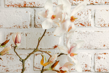 Magnolia branch with flowers and a white brick wall in the background. Copy space. Spring flowers in the house. Magnolia flowers in the house. 