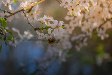 Bubmlebee on white flowers of cherry tree during warm spring
