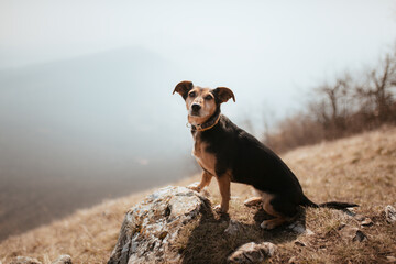 adorable dachshund terrier crossbreed dog with short legs standing on a rock on a mountain in early spring - obrazy, fototapety, plakaty