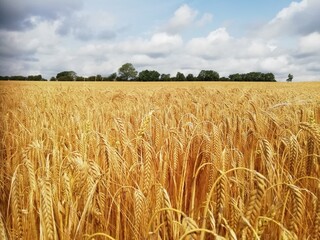 field of wheat