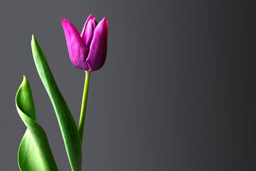 Mothers Day tulip flower on dark background with copy space