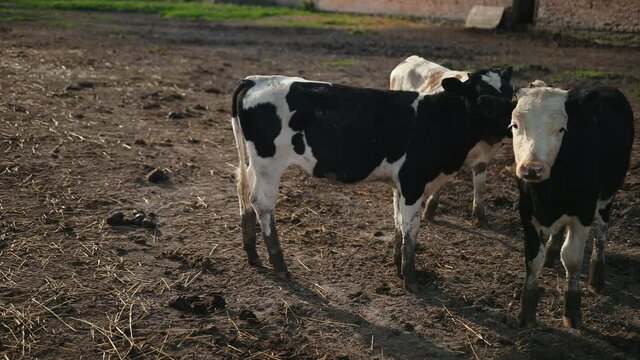 Set of young bulls. Black and white cows on pasture. Herd of ox at summer field