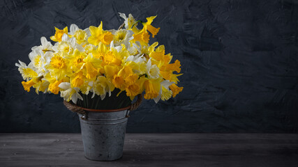  Fresh spring bright yellow daffodils flowers in metal pot on grey background. Copy space. © Ms VectorPlus
