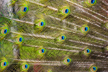 Obraz premium Multicolored green blue peacock feathers close-up. Background and texture of a peacock's tail. Warm cinematic filter. High quality photo