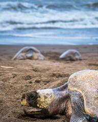Pretty turtles spawning on the beach 