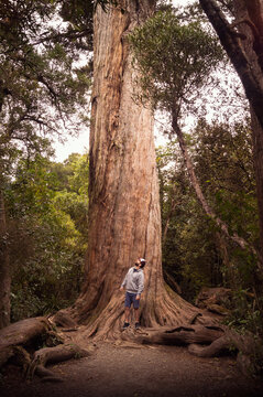 Full Length Of Man Standing By Majestic Tree In Forest