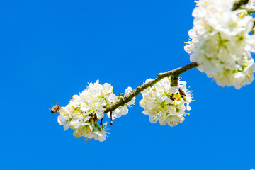 bee on a blossomed tree