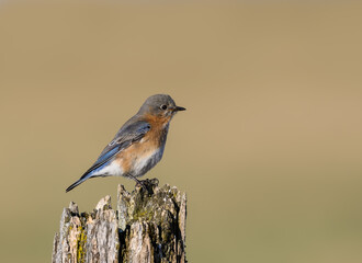 Female Eastern Bluebird Sitting on Post in Early Spring 