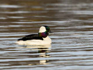 Male Bufflehead Swimming on Pond in Early Spring  