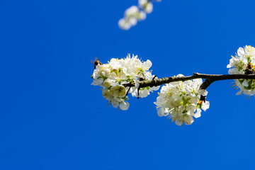 bee on a blossomed tree