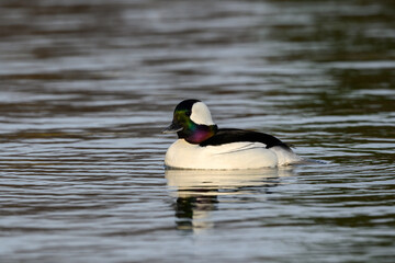 Male Bufflehead Swimming on Pond in Early Spring  