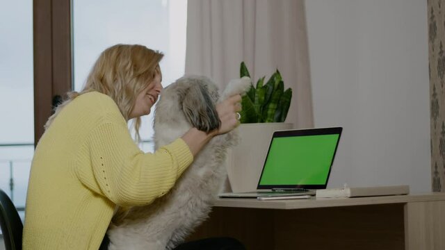 Businesswoman having fun with pet at table and resting during working day at home office rbbro.
