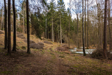 Obraz premium wycięta droga w lesie 