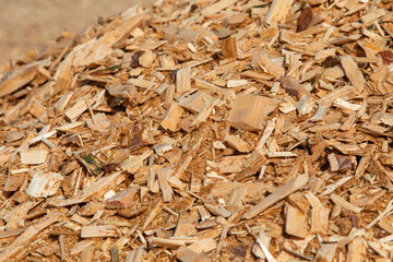 Sawdust or wood dust texture background. Oblong sawdust after woodworking. Wood background