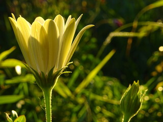 White flower with sunlight