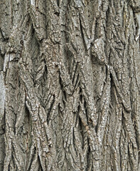 Bark acacia