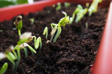 Young green sprouts, spring gardening background - 427755032