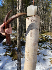 salt, moose food, moose hunting.  saline.  bait for hunting.  forest