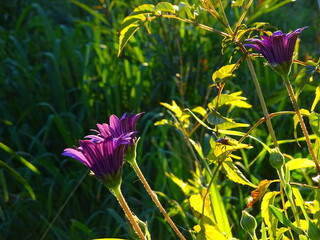 Purple flowers at sunlight