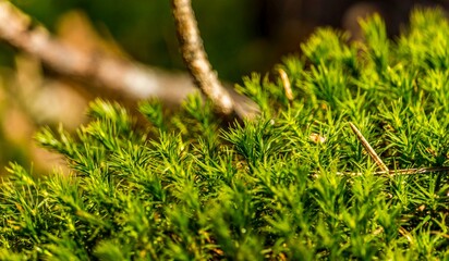 Forest moss