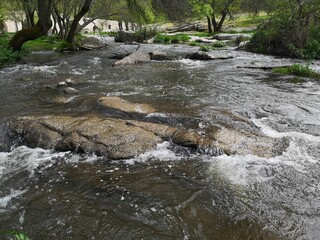Water creek in the woods in spring