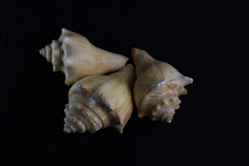 conchas de mar, caracoles y texturas