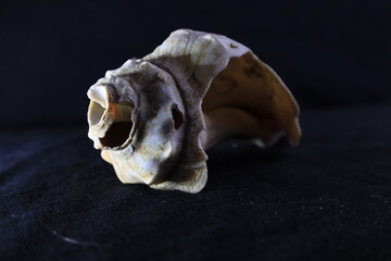 conchas de mar, caracoles y texturas