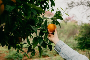 picking oranges in the field