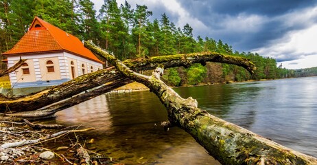 Trees on the Lake