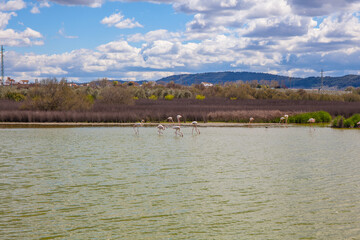 Flamingos in lagoon Fuente de Piedra. Picture taken 20.03.2021.