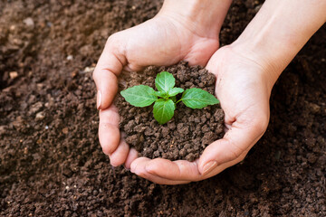 Hands holding sapling in soil surface 