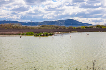 Flamingos in lagoon Fuente de Piedra. Picture taken 20.03.2021.