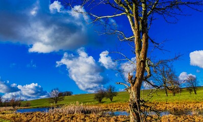 Alone Tree