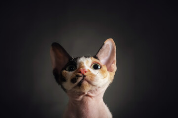 Close-up curiosity muzzle of Cat breed Devon Rex, portrait on dark background, copy space
