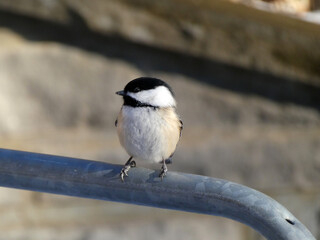 Black-capped chickadee bird sitting on the fence