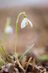 Galanthus nivalis or common snowdrop - closeup of blooming white flower in early spring in the forest